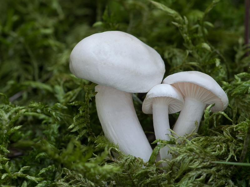 Hygrophorus piceae